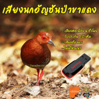 เสียงต่อ นกอัญชันป่าขาแดง ยาว6ชั่วโมง ไม่มีโฆษณาคั่น แฟลชไดร์ฟ (Flash Drive) มีเก็บเงินปลายทาง ส่งด่วน Kerry Express