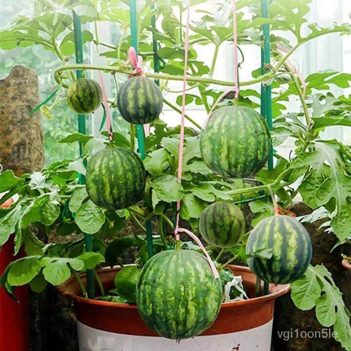 [Easy to Grow in Malaysia] Dwarf Watermelon Seed Fruit Seeds Planting