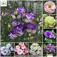 บอนสี Eustoma grandiflorum Mix Seed ต้นดอกไม้สวยๆ เมล็ดบอนสี เมล็ดดอกไม้ พันธุ์ดอกไม้ ต้นไม้ประดับ ต้นไม้ฟอกอากาศ เมล็ดพันธุ์ ดอกไม้จริง แต่งสวน เมล็ดพันธุ์แท้ 100% ปลูกง่าย ปลูกได้ทั่วไทย บรรจุ 300 เมล็ด - Color Mixing - Flower Seeds for Planting Flowers