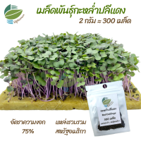 เมล็ดพันธุ์ ต้นอ่อน กะหล่ำปลีแดง (Red Cabbage) ไมโครกรีน Microgreens