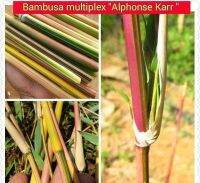 ??ไผ่สีชมพู Bambusa multiplex alphone karr ไผ่ประดับ สวยงาม ไม้มงคล รากเต็มถุงพร้อมปลูก ปลูกได้ทุกที่ ทนแล้ง