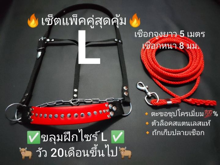 ขลุมวัวฝึกเข้าหนังแท้-สายจูงวัวตะขอเงิน-แพ็คสุดคุ้ม-ขลุมวัวโซ่ชุปโคลมเมี่ยมแท้-เม่าวัว-เค่าวัว-เข้าหนัง