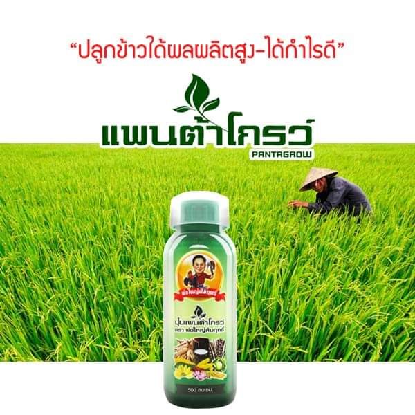 แพนต้าโกรว์-ตราพ่อใหญ่สัมฤทธ์-ปุ๋ย