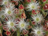 เมล็ดพันธุ์ ไม้ดอกอวบน้ำ Mesembryanthemum crystallinum iceplant Seed 10 เมล็ด เมล็ดพันธุ์นำเข้าจาก อังกฤษ