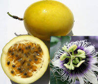 เมล็ดพันธุ์ เสาวรส (Passion fruit) กะทกรกฝรั่ง ชนิดผลผิวสีเหลือง / ซอง 100-300 เม็ด