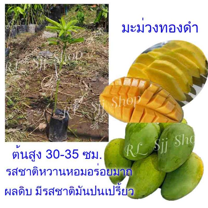 1-ต้น-พันธุ์มะม่วงทองดำมะม่วงพื้นบ้านโบราณ-รสชาติหวานหอมอร่อยมาก-ต้นสูงประมาณ-35-40-ซม-พร้อมส่ง