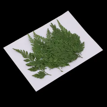 42PCS Dried Pressed Leaves Dried Flowers for Resin Real Assorted Dried  Greenery