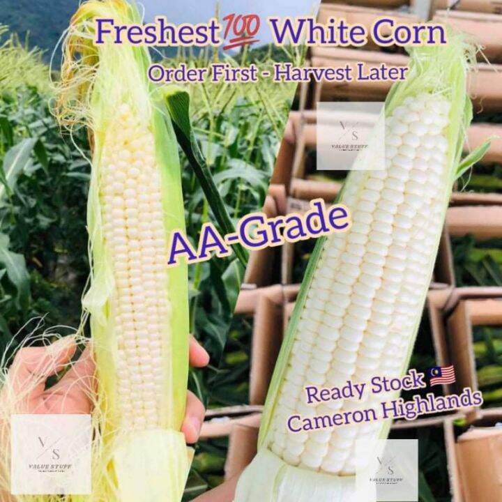 Double A Grade Freshest Cameron Highlands Corn Maize Grain Cereal