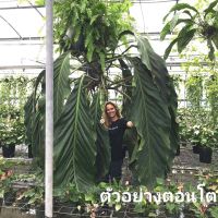 หน้าวัวบิ้กบิว (Anthurium Big Bill) ขายต้นใหญ่ เลือกต้นได้