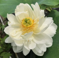 5 เมล็ด บัวนอก บัวนำเข้า บัวสายพันธุ์ Cui Yun 13B White Lotus สีขาว สวยงาม ปลูกในสภาพอากาศประเทศไทยได้ ขยายพันธุ์ง่าย เมล็ดสด