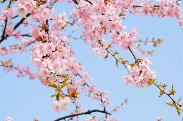 pro-โปรแน่น-30pcs-sakura-seeds-ต้นไม้นำโชค-พันธุ์ไม้ดอก-ต้นไม้ฟอกอากาศ-เมล็ดดอกไม้-ไม้ประดับ-บอนสีสวยๆ-ต้นดอกไม้-ของแต่งบ้านสวน-ราคาสุดคุ้ม-พรรณ-ไม้-น้ำ-พรรณ-ไม้-ทุก-ชนิด-พรรณ-ไม้-น้ำ-สวยงาม-พรรณ-ไม้-