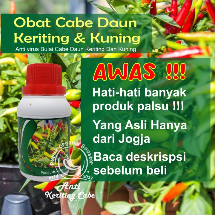 Obat Semprot Daun Cabe Keriting Bule Dan Kuning Bulai Cabai Rawit Basah