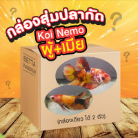 ปลากัด koi nemo 1คู่ (ผู้+เมีย)