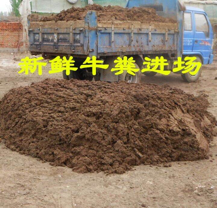 Dry cow dung fermented fertilizer earthworm feed soil fertilizer humus