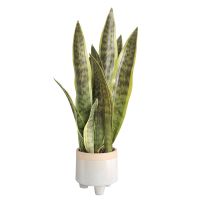 [AYIQ Flower Shop] พืชเทียมตกแต่งบอนไซ Sansevieria ปลอมพลาสติกเสือปิรันใบไม้ว่านหางจระเข้อุปกรณ์ตกแต่งสวนบ้าน