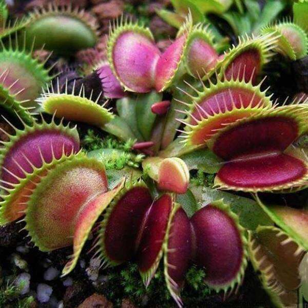20pcs Funny Plant Venus Flytrap Seeds Fly Trap (Dionaea Muscipula