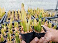 ??คอนโดนางฟ้าด่าง?? Cereus lexagonus variegated ไม้ชำหน่อ 3 ต้น/กระถาง ขนาดความสูง 5-6 ซม.  ต้นกระบองเพชร ต้นแคคตัส (แคคตัส กระบองเพชร)