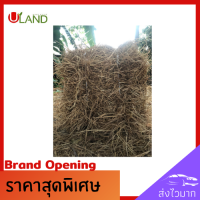 Uland ฟางข้าว 5 กิโลกรัม ฟางข้าวแห้ง สำหรับตกแต่งร้าน กิจกรรมต่างๆ คลุมหน้าดิน อาหารสัตว์