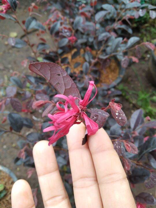 ต้นหงส์ฟู่-chinese-fringe-flower-chinese-witch-hazel-loropetalum-ไม้พุ่ม-นิยมปลูกเป็นไม้กระถาง-ชาวจีนนิยมปลูกเป็นบอนไซ-ไม้กลางแจ้ง-กระถาง11นิ้ว-สูงประมาณ30-50cm