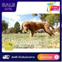 [[ปลอดภัยต่อสัตว์100%]] Dog toy ของเล่นหมา ของเล่นสุนัข SqueakAir® Balls ลูกเทนนิสของเล่นสำหรับสุนัข AST ส่งฟรีทั่วไทย by powerfull4289