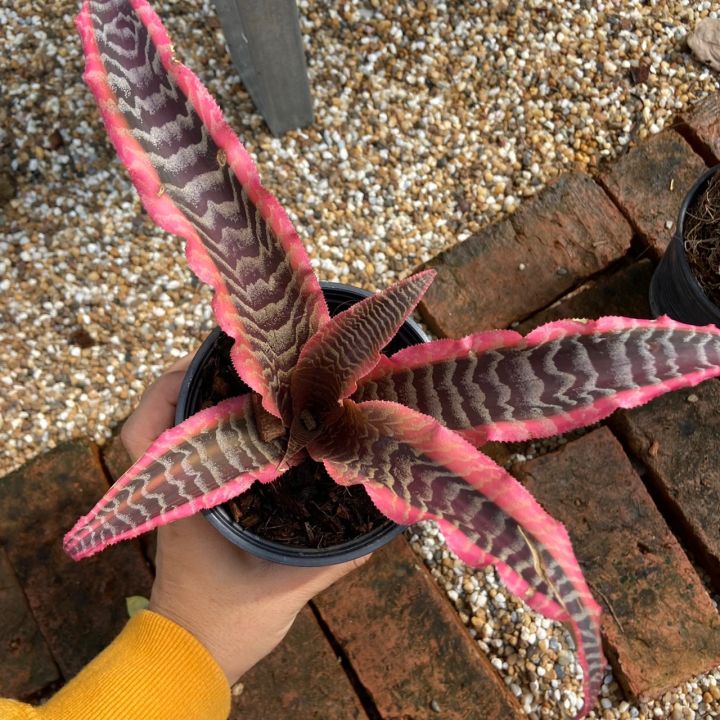 ดาวชมพู-cryptanthus-bivittatus-กิเลนชมพู-สัปรดสีชมพู