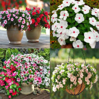 พร้อมสต็อกประเทศไทย Mixed Periwinkle Seeds Bonsai Flower Vinca Seeds Blooming Flore Potted Garden Plants Seeds ดอกไม้ปลูก เมล็ดพันธุ์ผัก ไม้ประดับ ต้นไม้มงคลแคระ เมล็ดพันดอกไม้ บอนไซ เมล็ดดอกไม้ บอนไซ ต้นไม้