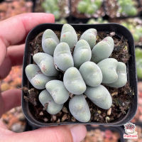 โปรแรง Conophytum Luiseae กุหลาบหิน cactus&amp;succulentหลากหลายสายพันธุ์ เก็บเงินปลายทาง