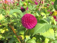 1 เหง้า/ชุุด รักเร่ Dahlia Bulb สายพันธุ์ Moor Place หัวรักเร่ ดอกไม้ หัวหน่อ เหง้า นำเข้า เนเธอร์แลน หัวสดใหม่