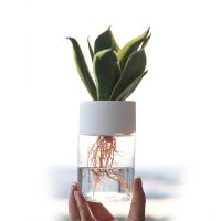 【YF】☂  Transparent Hydroponic Pot Planting Vase Plastic Tabletop Bonsai Indoor Decoration