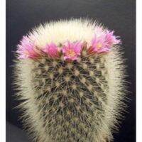 ( Pro+++ ) แมมมิลลาเลีย สปินโนซิสสิมา Mammillaria Spinnosissma ราคาคุ้มค่า พรรณ ไม้ น้ำ พรรณ ไม้ ทุก ชนิด พรรณ ไม้ น้ำ สวยงาม พรรณ ไม้ มงคล