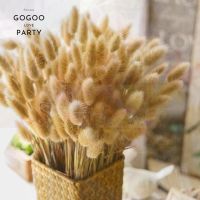 30pcs Bunny Tails Dried Flowers Dried Fluffy Pampas Grass for Floral Arrangement Rustic Wedding Decoration Flowers Home Decor