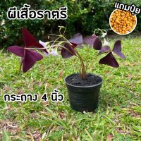 HOT** ผีเสื้อราตรี กระถาง 4 นิ้ว (แถมปุ๋ยฟรี!) Oxalis triangularis ใบสีม่วงสวย ต้นไม้หายาก ปลูกง่าย ปลูกประดับเพื่อความสวยงาม ส่งด่วน พรรณ ไม้ น้ำ พรรณ ไม้ ทุก ชนิด พรรณ ไม้ น้ำ สวยงาม พรรณ ไม้ มงคล