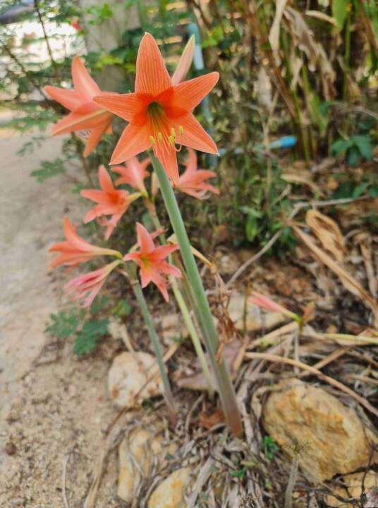 2-หัวว่าน-ว่านสี่ทิศ-amaryllis-ว่านสี่ทิศพื้นเมือง-สีส้มโอรส-18-22-ซม-หัวขนาดใหญ่-ปลูกติดทุกหัว