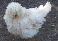 1 piece Silkie chicken Polish chicken mix breed. Fertilized eggs that will hatch.