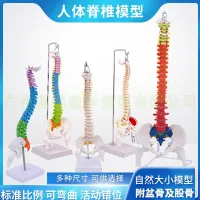 The teaching simulation model of 45 cm85cm spinal vertebral bone with half his leg model 1:1 human body skeleton