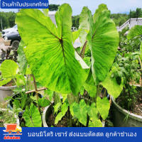 บอน บอนมิโดริ เซาร์ โคโลคาเซีย มิโดริ ซาวร์ Colocasia Midori Sour แบบตัดสด ลูกค้าชำเอง สายพันธุ์แท้ ก้านจะเป็นสีเขียว ออกชมพู ใบสีเขียว