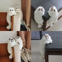 Simulation Plush Animal Realistic Fur Cat Doll Model Ornaments Home TV Decoration Hanging Cat Fur Crafts Gift Soft Plush Toys