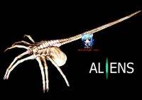 เอเลี่ยน เกาะหน้า Alien Xenomorph face hugger 1/1 M ไวนิล โมเดล ฟิกเกอร์ ไวนิล โมเดล ฟิกเกอร์