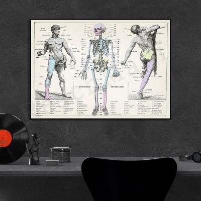Vintage Anatomy พิมพ์ Skull โปสเตอร์ Body Skeleton โปสเตอร์