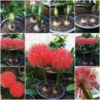 ว่านแสงอาทิตย์ ว่านกุมารทอง Haemanthus Multiflorus2 หัว/ชุด Blood Lily Bulb