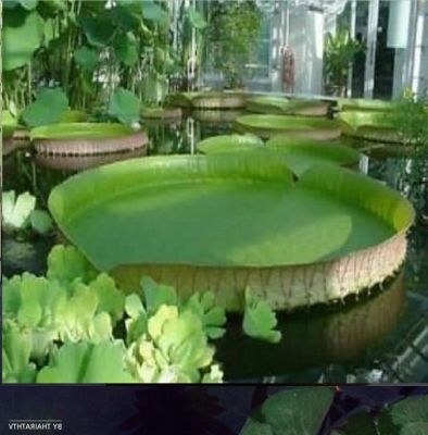 เมล็ดพันธุ์ 5 เมล็ด บัววิกตอเรีย (Victoria) ใบบัวใหญ่ หรือ บัวกระด้ง (อังกฤษ: Victoria waterlily) Unseen Thailand บัวกระด้งยักษ์ผู้ใหญ่ยืนได้