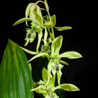 เอื้องเทียน แพนดูลาต้า Coelogyne pandurata กล้วยไม้ ไซส์ใหญ ให้ดอกแล้ว สีเขียว ประดับตกแต่งบ้าน แต่งบ้าน แต่งสวน