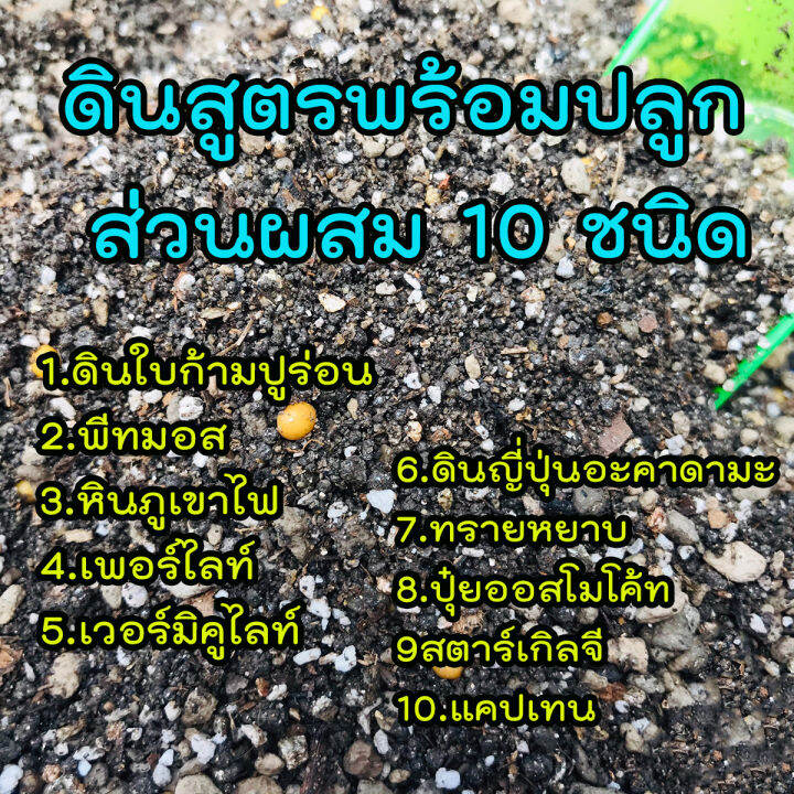 ดินปลูกแคคตัส-ดินปลูกกระบองเพชร-และไม้อวบน้ำ-สูตรโปร่งพิเศษ-รากเดินดี-ดินปลูกแคคตัสผสมเสร็จ-พร้อมปุ๋ย-กันรา-กันแมลงครบ