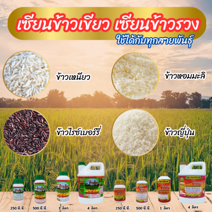 พร้อมส่ง-เซียนข้าวรวง-4ลิตร-แถมเซียนข้าวเขียว-1-ลิตร-2ขวด-ฮอร์โมนข้าว-ปุ๋ยฉีดข้าว-เร่งต้น-เร่งใบ-ปุ๋ยฉีดทางใบ-ปุ๋ยน้ำ-ฮอร์โมนพืช