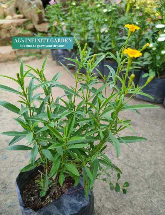 Tarragon Live Plant ( STRICTLY LUZON ONLY" ( Medicinal Herb") ( Real