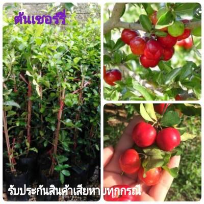 ต้นเชอรี่ ต้นเชอร์รี่ไทย (กิ่งตอน) รสชาติหวาน ปลูกง่าย โตใว ต้นสูง80-100cm(1ต้น)