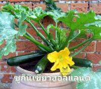 ซูกินี ?Green Zucchini Holland Seed ?แตงซูกินี ซูกินีเขียวฮอลแลนด์ เมล็ดพันธุุ์ราคาถูก บรรรจุ 5 เมล็ด 10 บาท