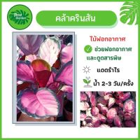 ( PRO+++ ) โปรแน่น.. คล้าคิมสัน (Calathea Crimson) คล้ามีใบสีชมพูสวย กระถาง 4 นิ้ว ราคาสุดคุ้ม พรรณ ไม้ น้ำ พรรณ ไม้ ทุก ชนิด พรรณ ไม้ น้ำ สวยงาม พรรณ ไม้ มงคล