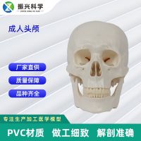 Adult head 20 x 14.5 x 17.5 CM orthopedic medical human skull model teaching mould