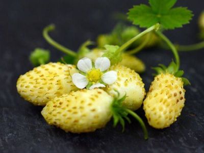 50 เมล็ด สตอร์เบอรี่ ใช้ทำแยม woodland strawberry, Alpine strawberry, European strawberry อัตราการงอกสูง 70-80%